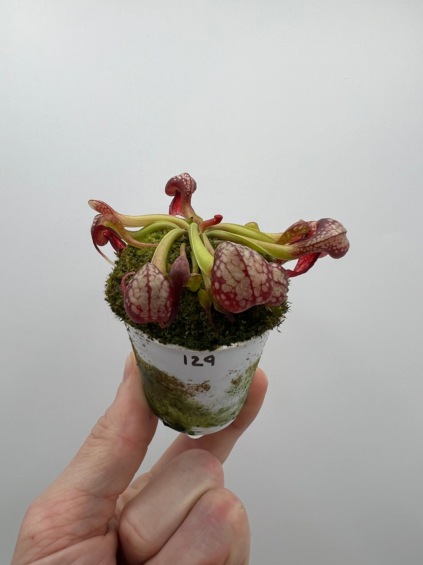 Darlingtonia californica (Cobra Pitcher Plant) - Seed Grown #129