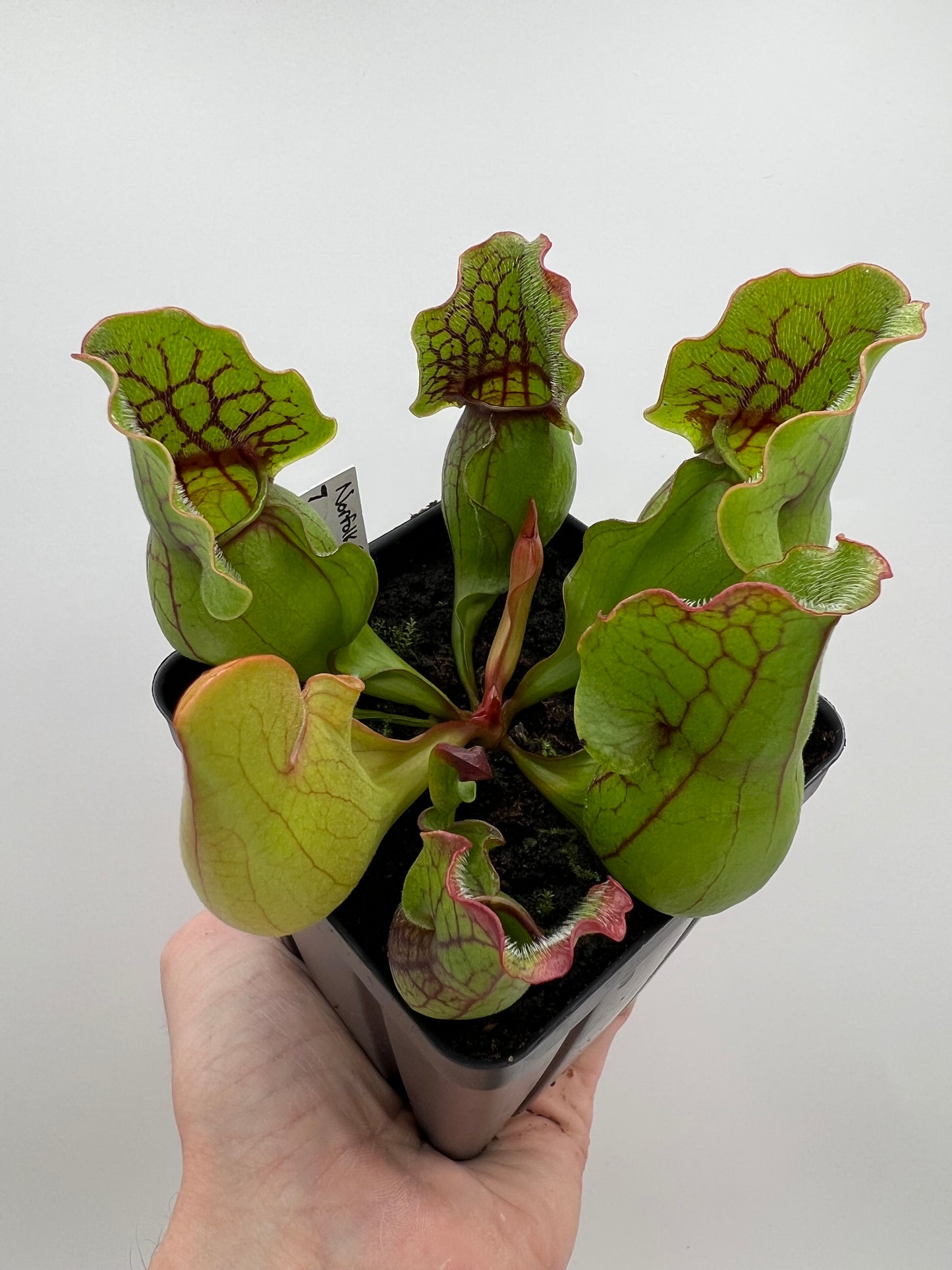 Sarracenia purpurea ssp. purpurea (Norfolk Co, MA) x (Bruce Co, Ontario Canada) - Seed Grown #7