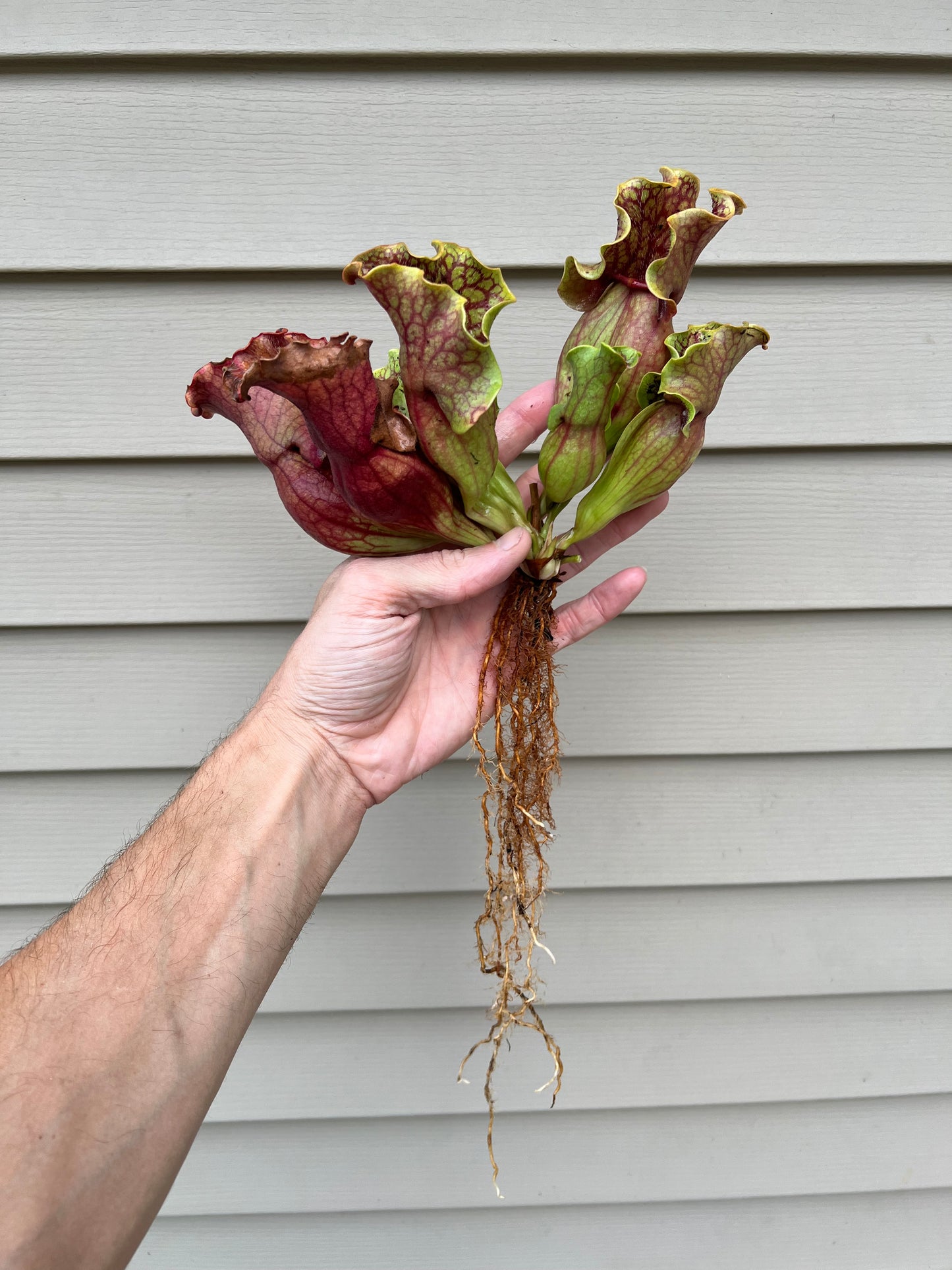 Sarracenia purpurea “Rufflestiltskin”