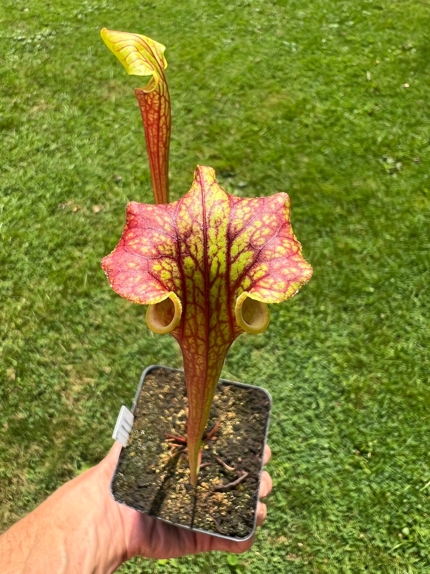 Sarracenia flava var. ornata (red tube) x “Supermax” - Seed Grown #1