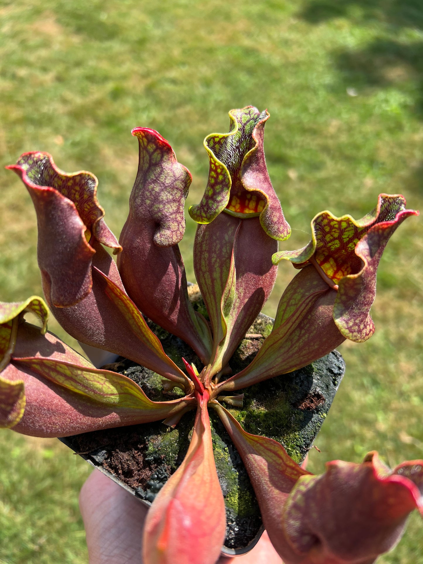 Sarracenia purpurea ssp. purpurea (Centre Co, PA) - Seed Grown #61