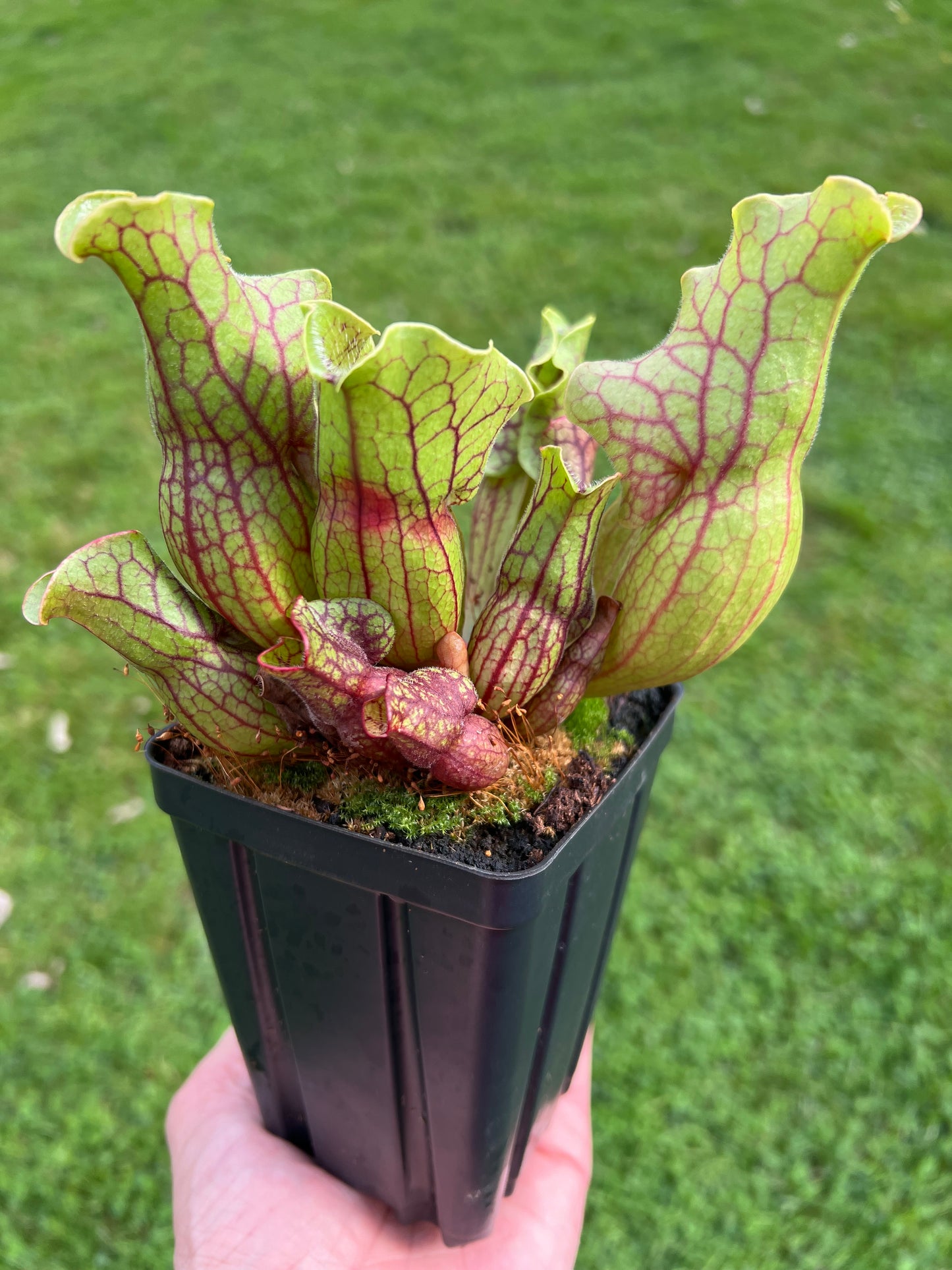 Sarracenia purpurea ssp. venosa “Little Carnivores” - Seed Grown #20