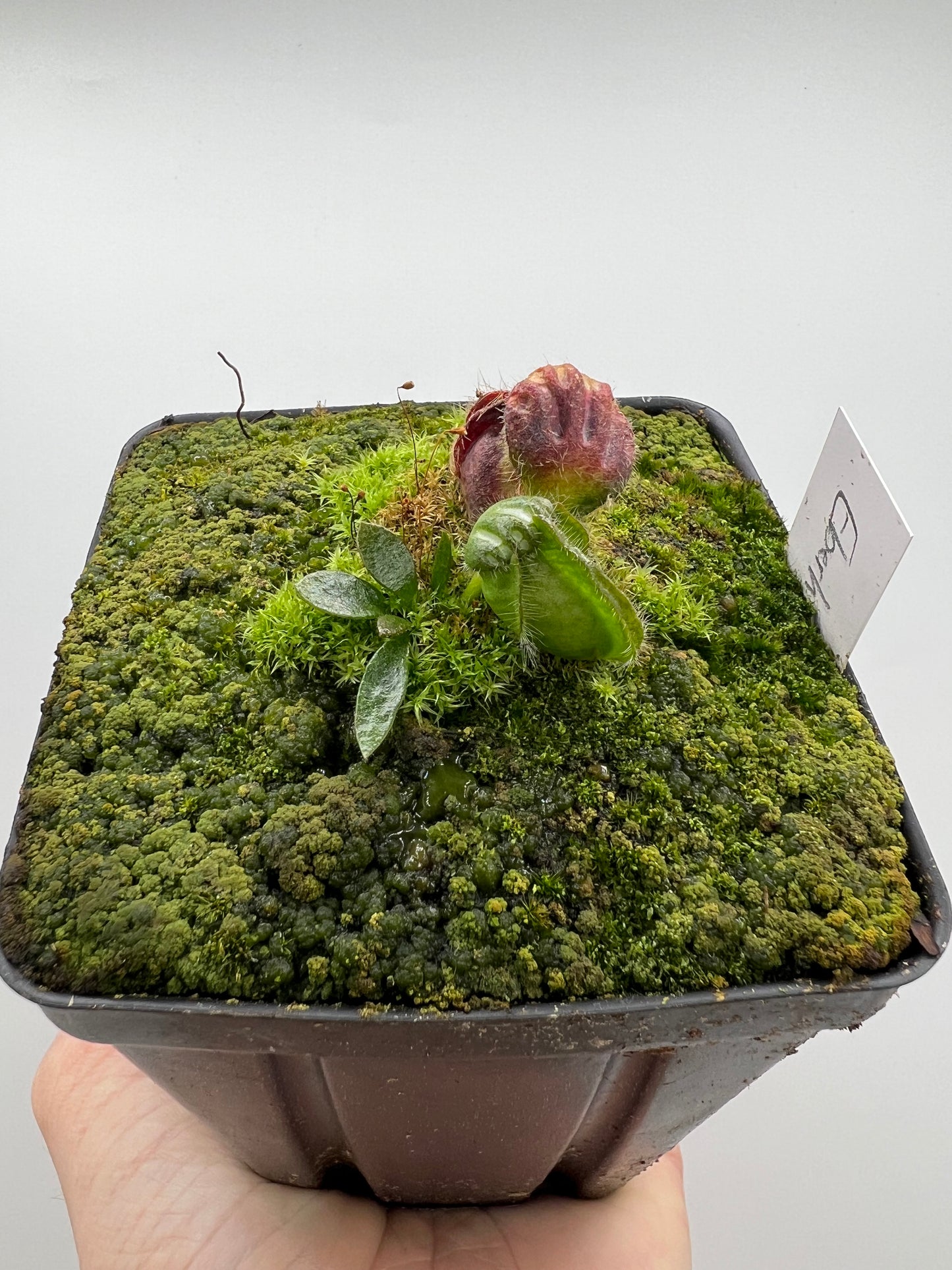 Cephalotus follicularis “Dr. Eberhard König”