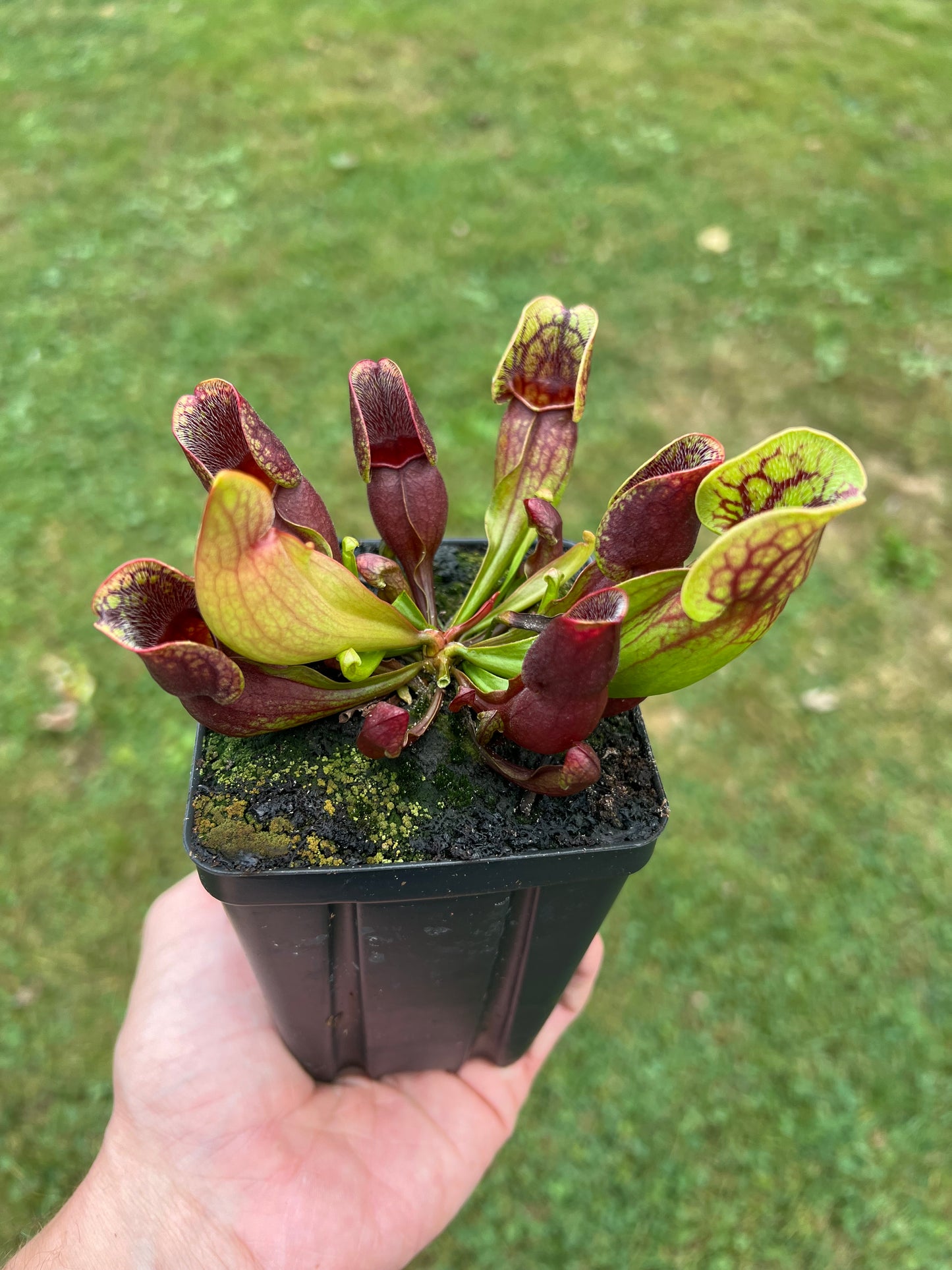 Sarracenia purpurea ssp. purpurea (Centre Co, PA) - Seed Grown #65