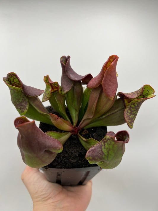 Sarracenia purpurea ssp. purpurea (Ft. Nelson, BC Canada) - Seed Grown #4