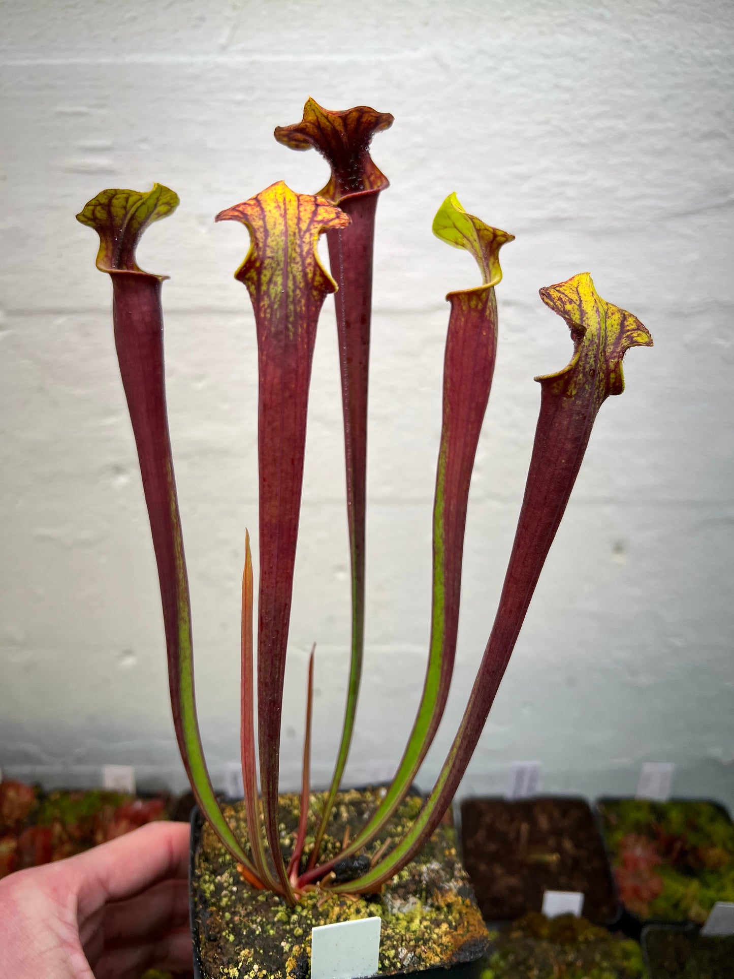 Sarracenia flava var. rubricorpora (Liberty Co, FL) - Seed Grown #3