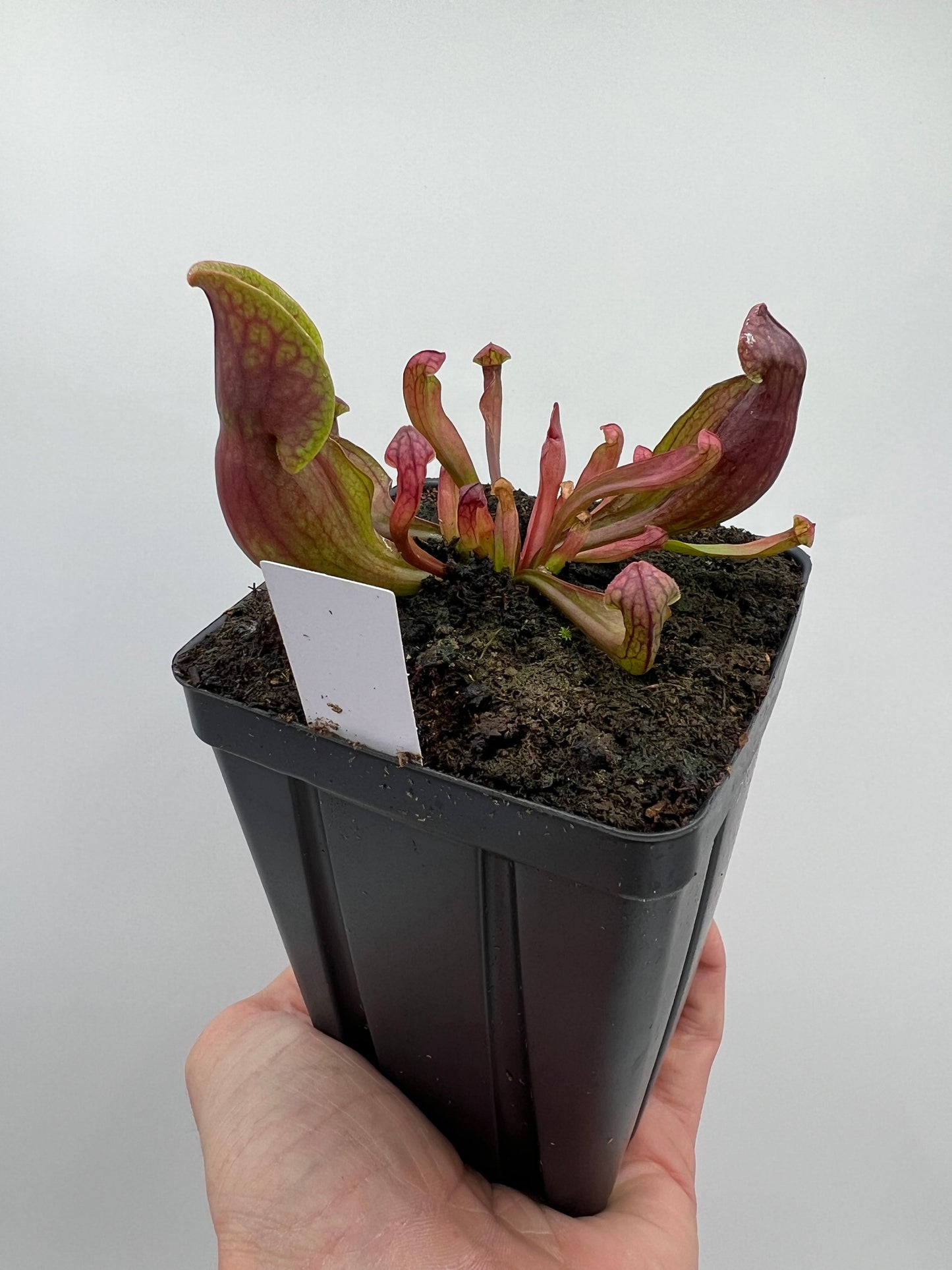 Sarracenia purpurea ssp. purpurea (Centre Co, PA) x (Ocean Co, NJ) - Seed Grown #2