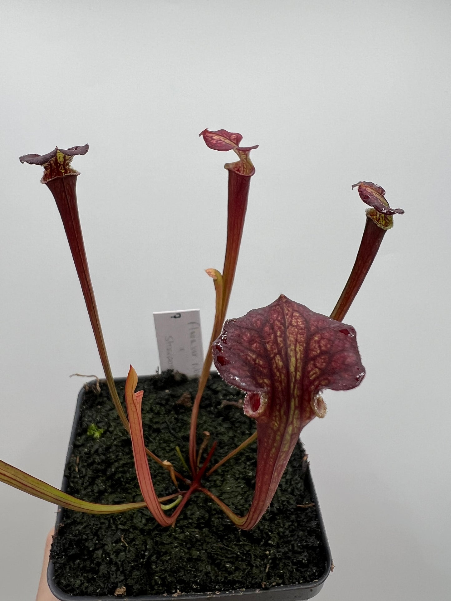 Sarracenia flava var. rubricorpora x “Strawberry Milkshake” - Seed Grown #7