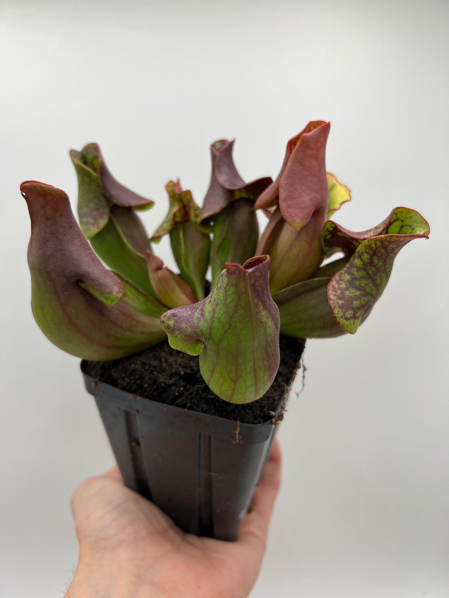 Sarracenia purpurea ssp. purpurea (Ft. Nelson, BC Canada) - Seed Grown #4