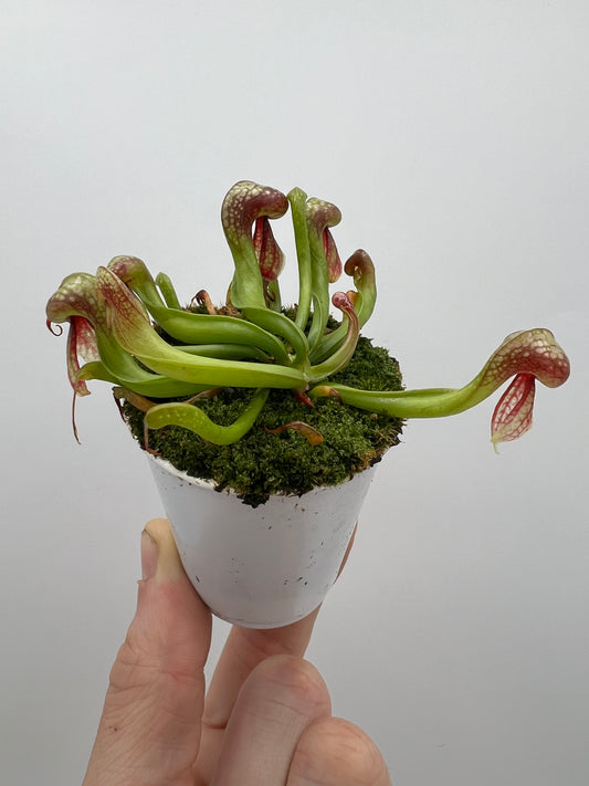 Darlingtonia californica (Cobra Pitcher Plant) - Seed Grown #82