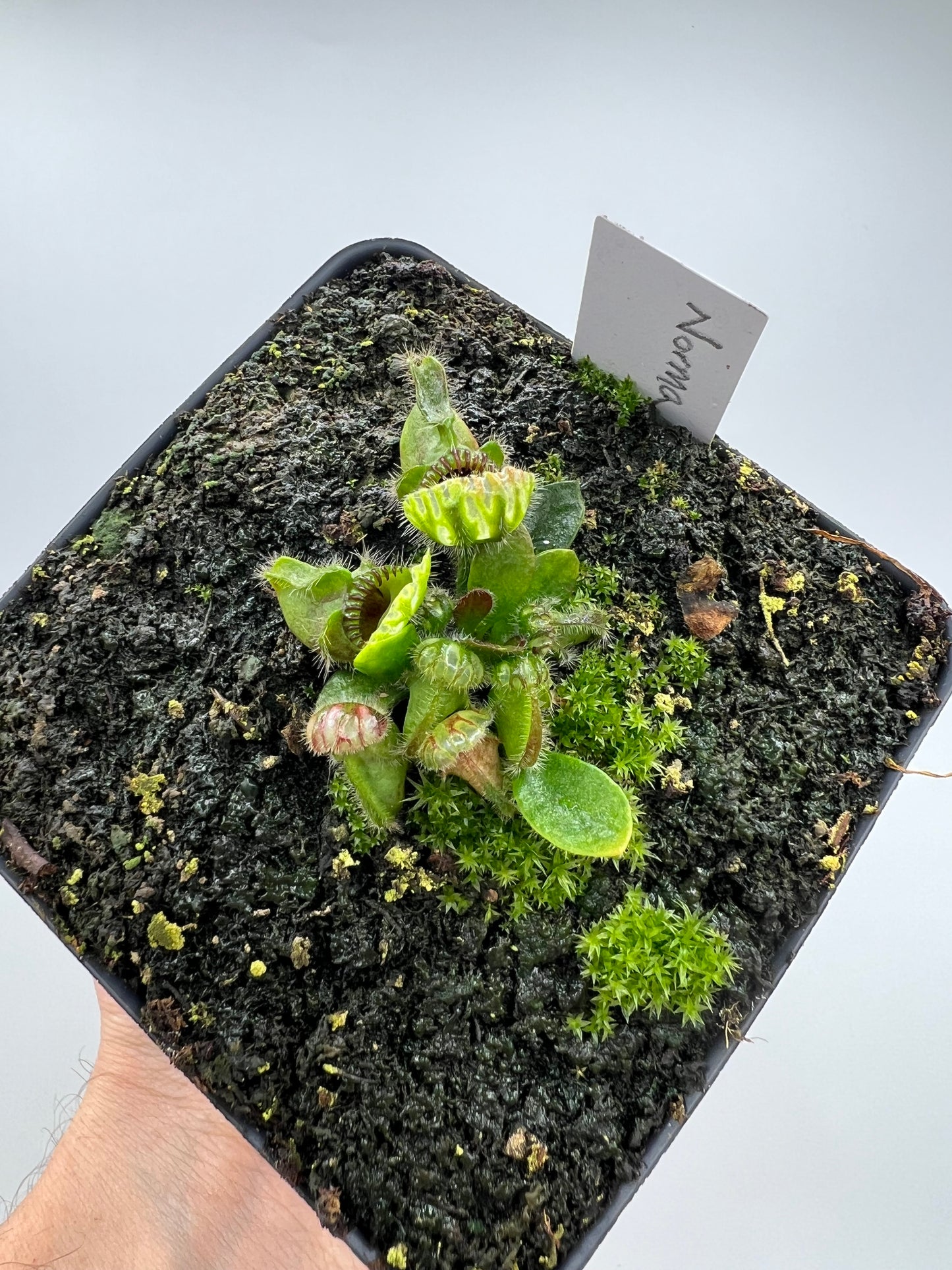 Cephalotus follicularis “Norma”