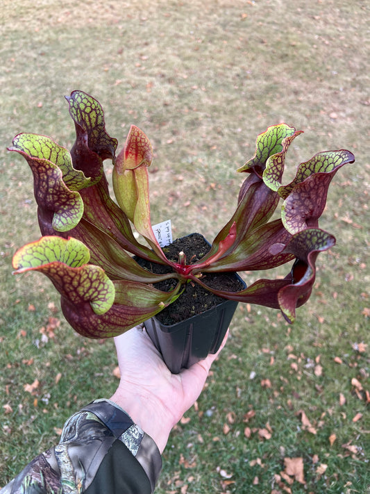 Sarracenia purpurea ssp. purpurea “Special” #4