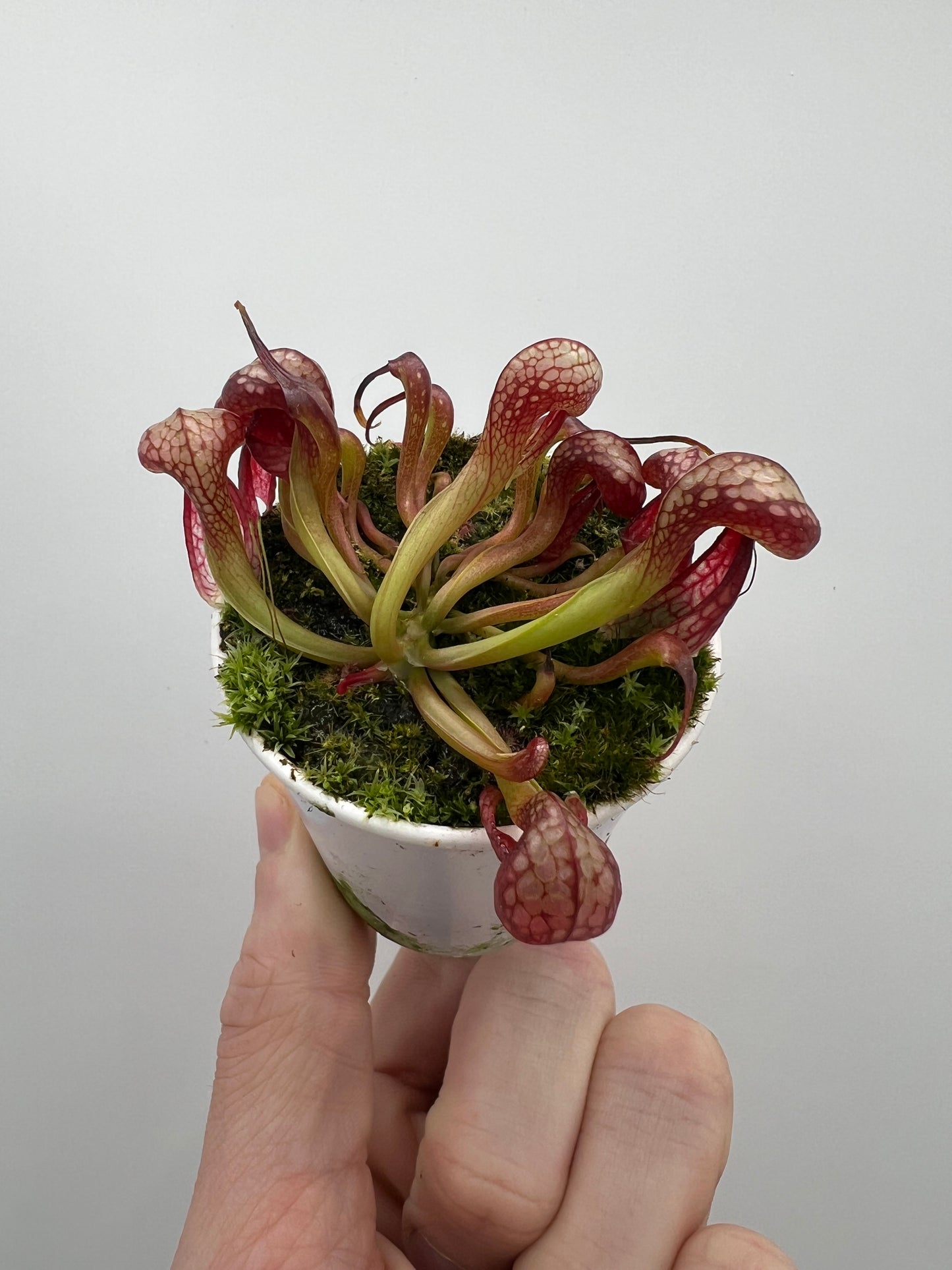 Darlingtonia californica (Cobra Pitcher Plant) - Seed Grown #134