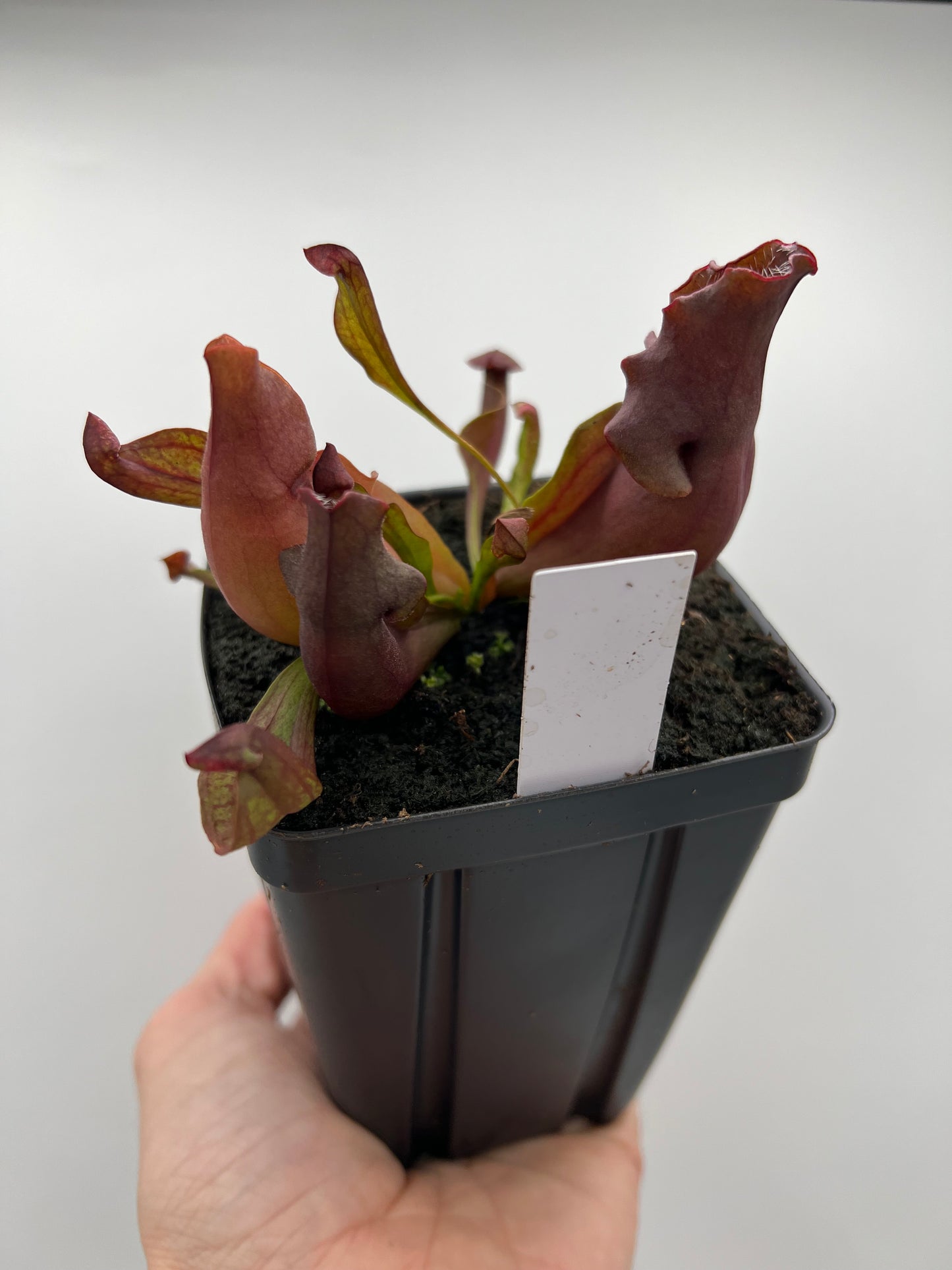 Sarracenia purpurea ‘Brunswick Beauty’ - True Cultivar