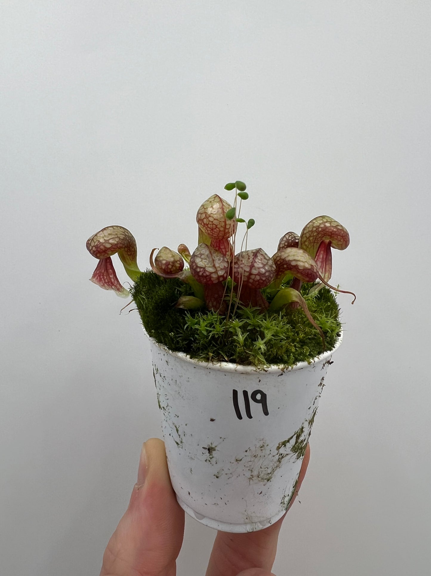 Darlingtonia californica (Cobra Pitcher Plant) - Seed Grown #119