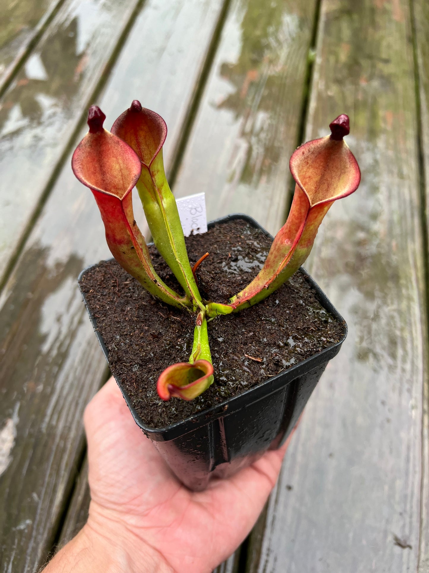 Heliamphora “Black Cherry” (AW) - Potted Division