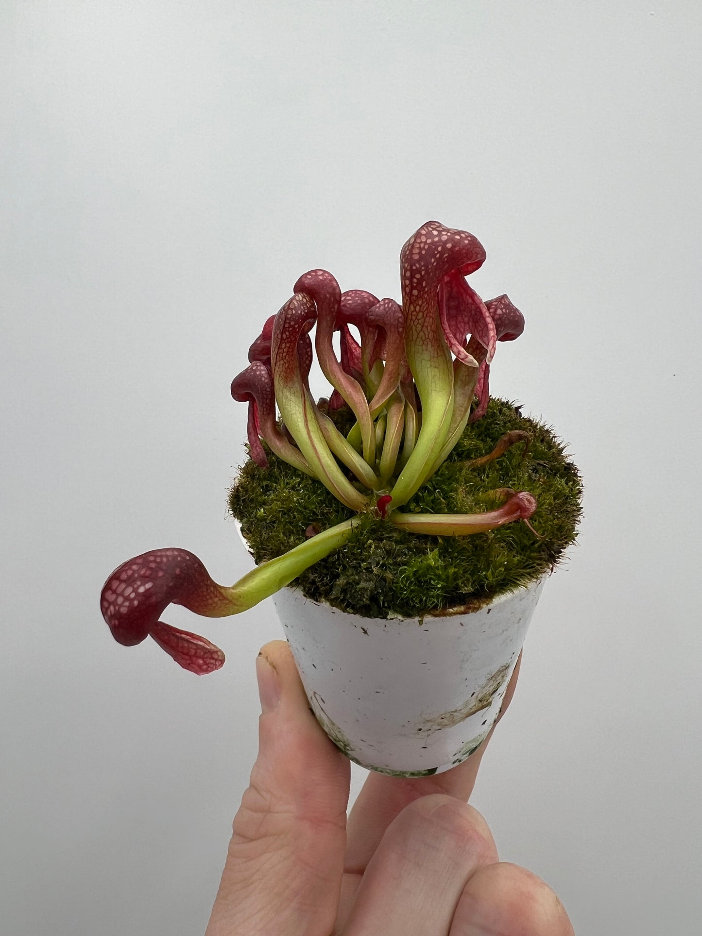 Darlingtonia californica (Cobra Pitcher Plant) - Seed Grown #124