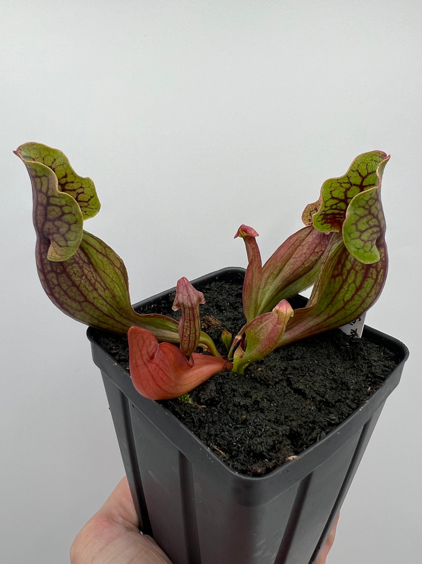 Sarracenia purpurea ssp. purpurea (Norfolk Co, MA) x (Bruce Co, Ontario Canada) - Seed Grown #1