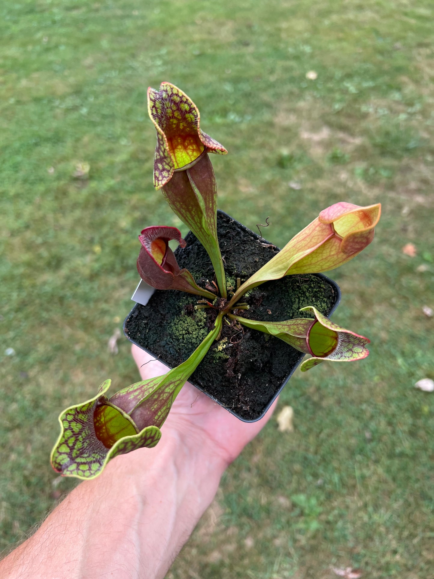 Sarracenia purpurea ssp. purpurea (Centre Co, PA) - Seed Grown #74