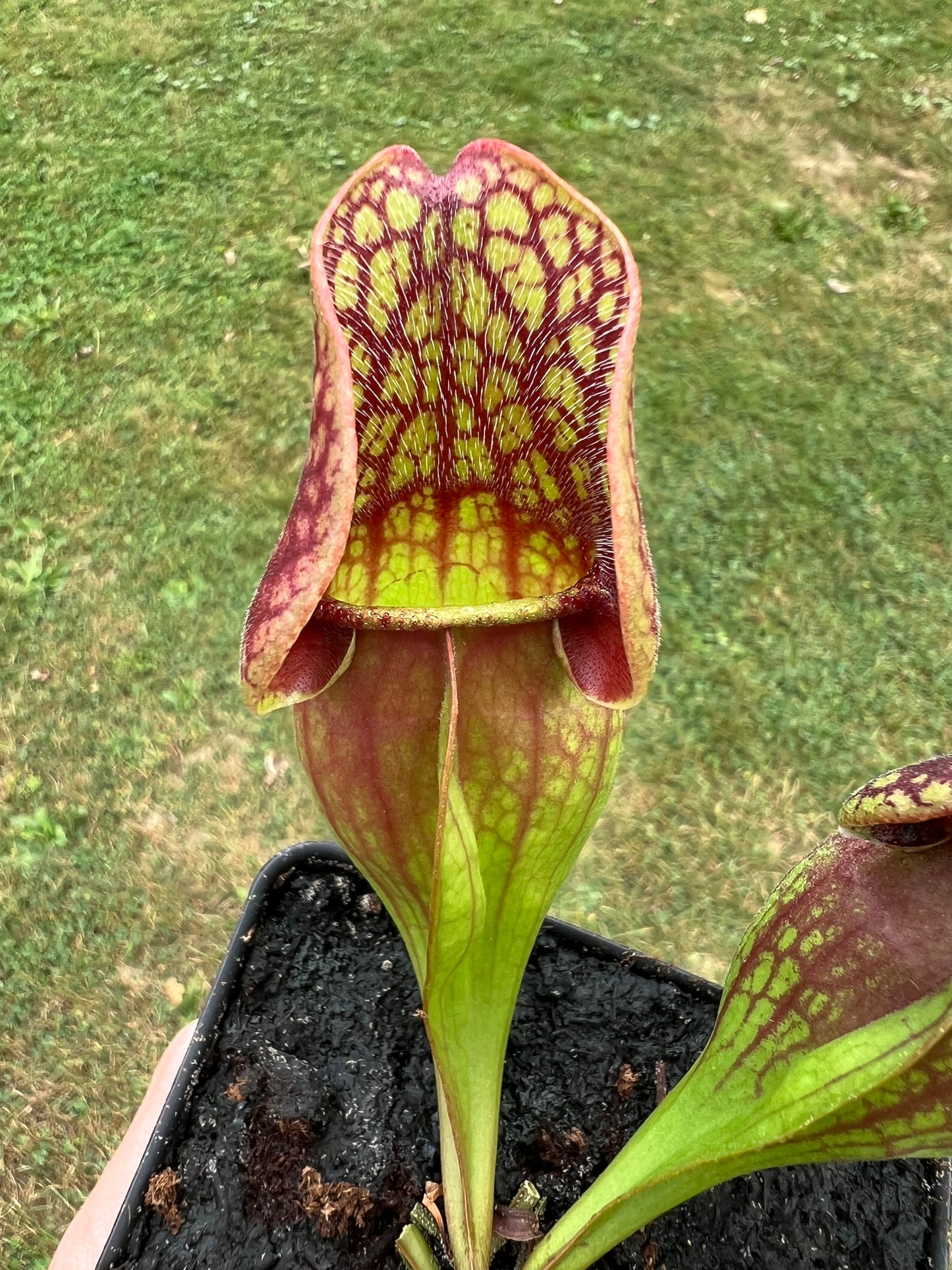 Sarracenia purpurea ssp. purpurea (Centre Co, PA) - Seed Grown #70