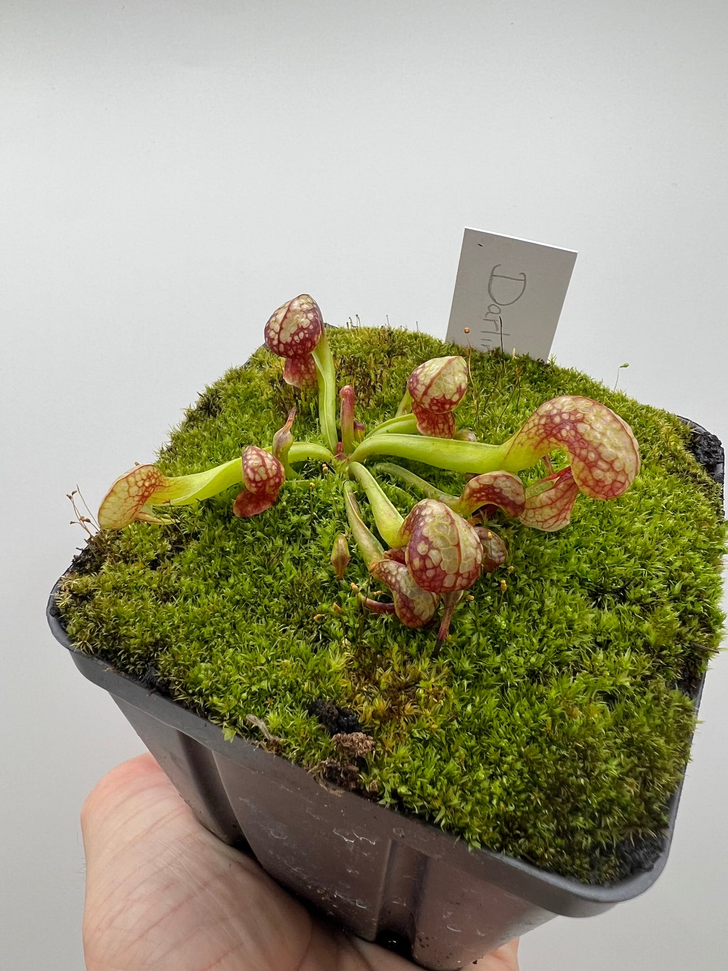 Darlingtonia californica (Cobra Pitcher Plant) - Seed Grown #75