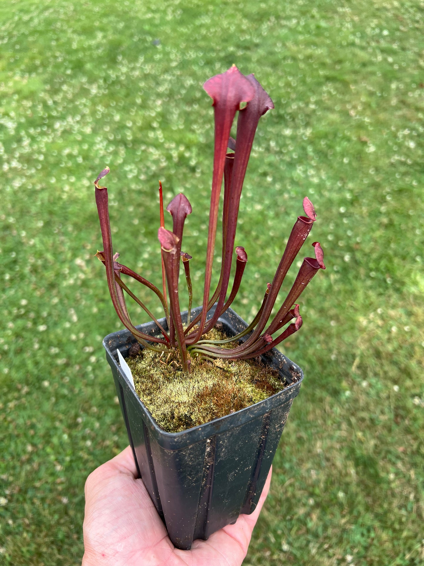 Sarracenia flava (Blackwater, FL) x OP - Seed Grown #1