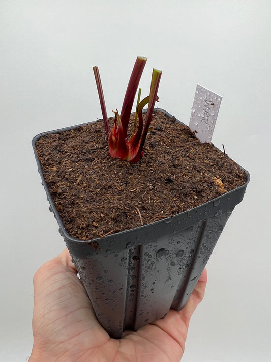 Sarracenia ‘Wilkersons Red Rocket’ - Large, Potted Division