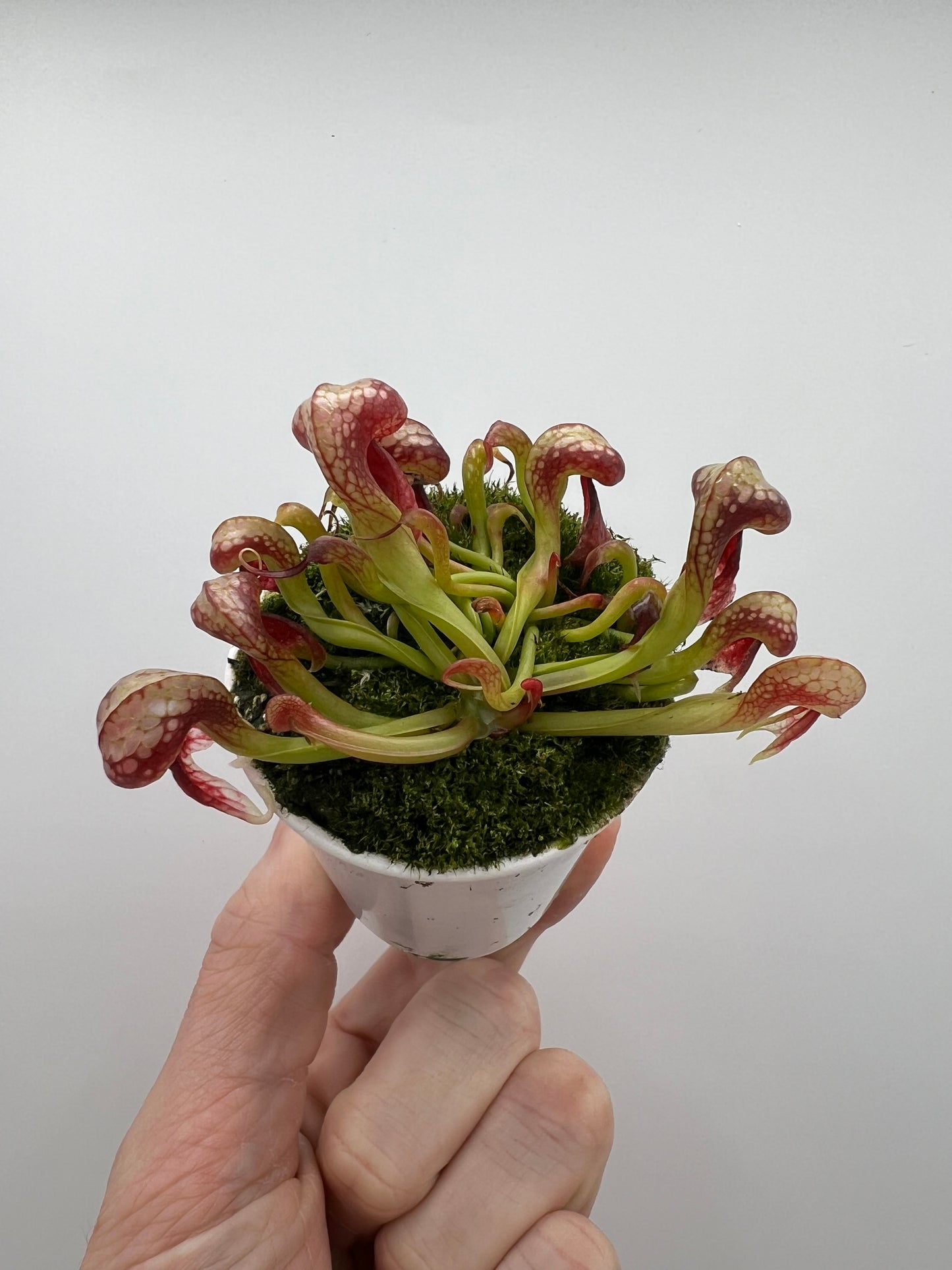 Darlingtonia californica (Cobra Pitcher Plant) - Seed Grown #115