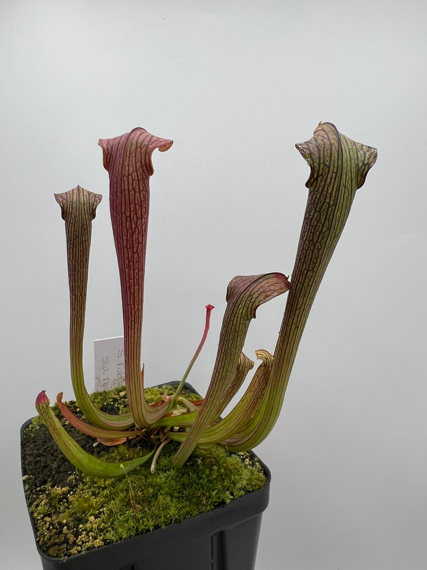 Sarracenia rubra ssp. rubra - Seed Grown