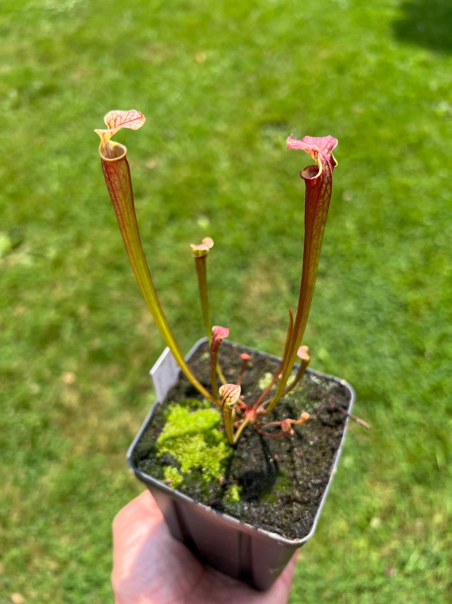 Sarracenia flava var. rubricorpora x “Strawberry Milkshake” - Seed Grown #1