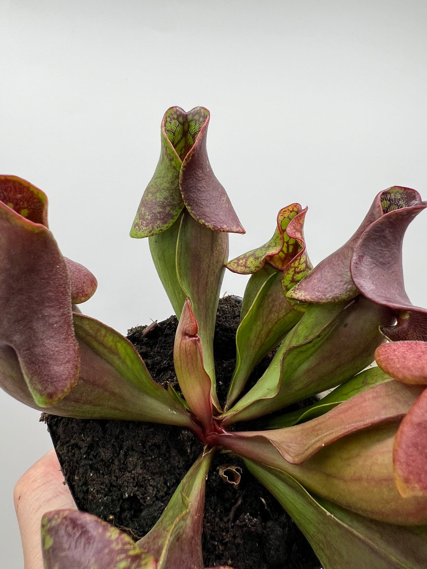 Sarracenia purpurea ssp. purpurea (Ft. Nelson, BC Canada) - Seed Grown #4