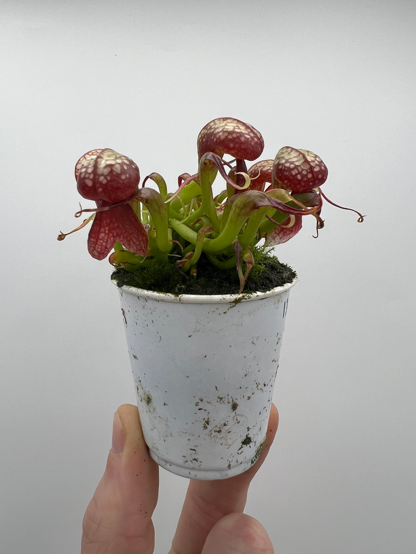 Darlingtonia californica (Cobra Pitcher Plant) - Seed Grown #136