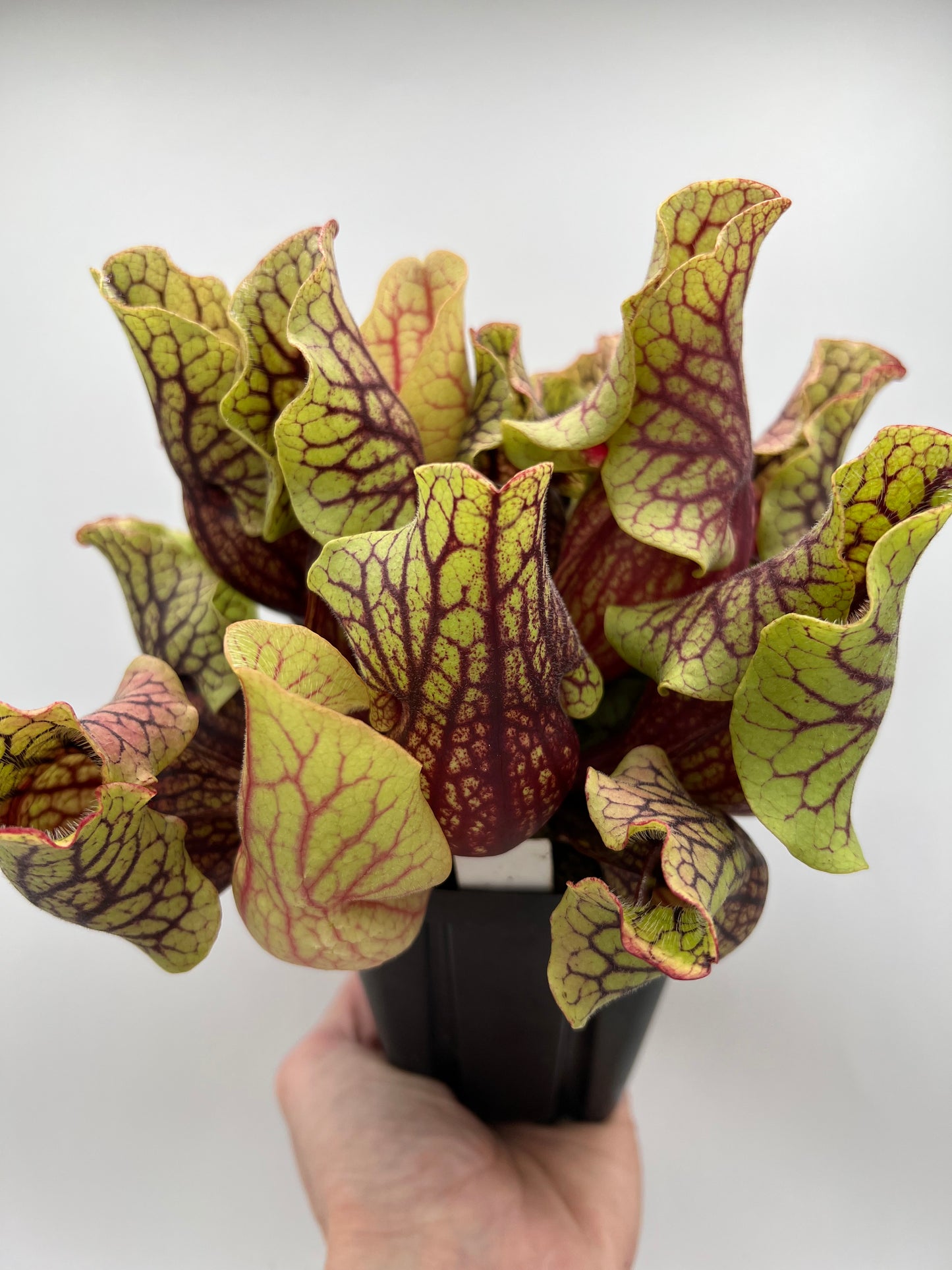 Sarracenia purpurea ssp. venosa “Little Carnivores” - Seed Grown #24