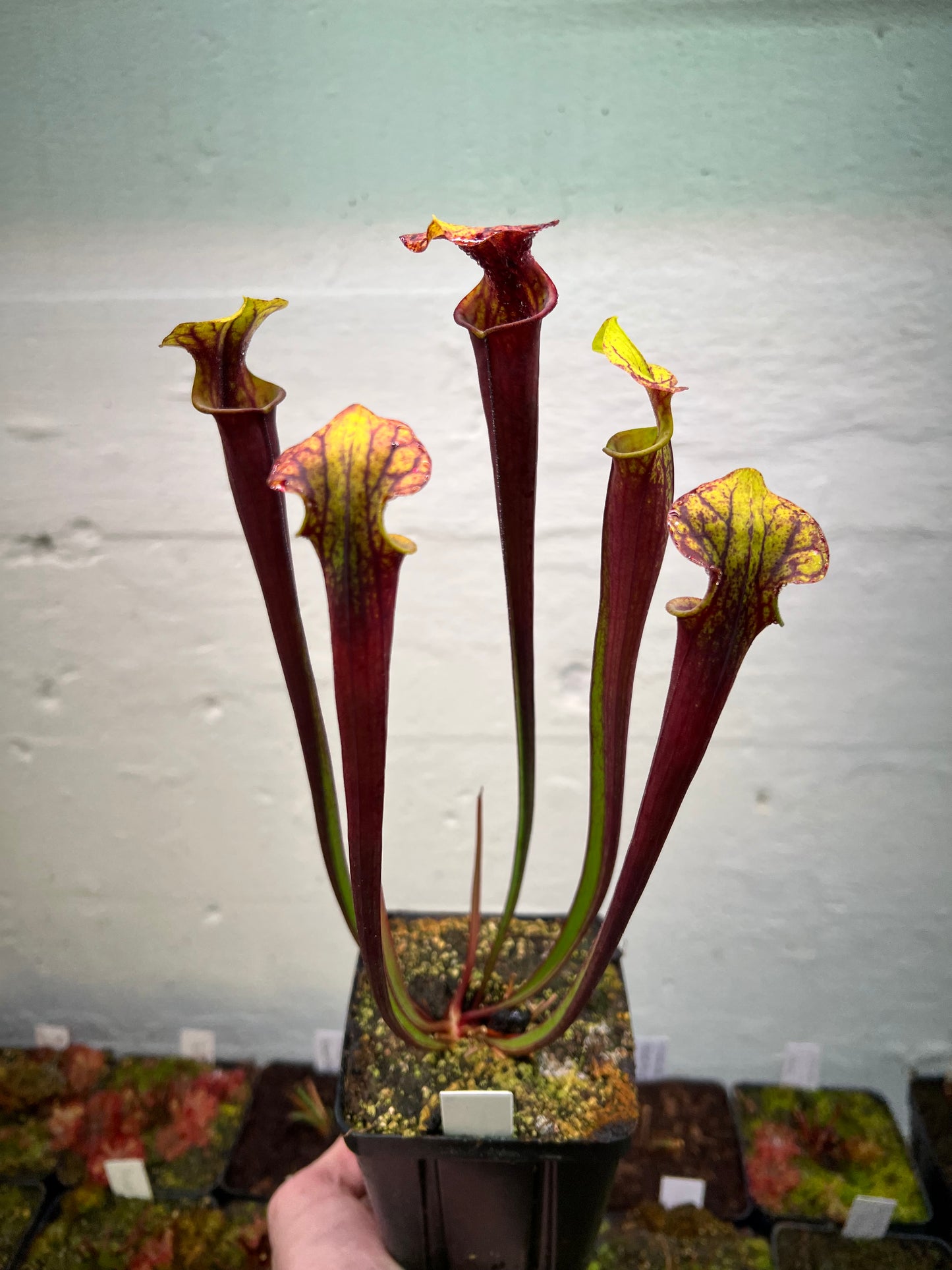 Sarracenia flava var. rubricorpora (Liberty Co, FL) - Seed Grown #3