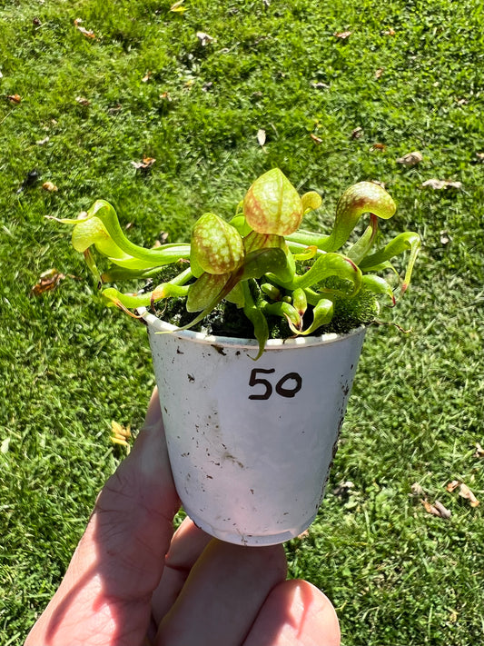 Darlingtonia californica - Seed Grown #50