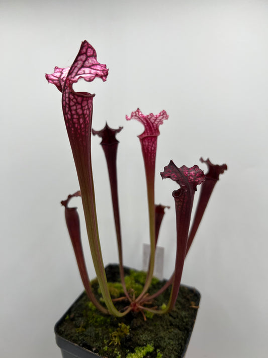 Sarracenia “Hawaiian Ice” x ‘Dragon Queen’ - Seed Grown #4