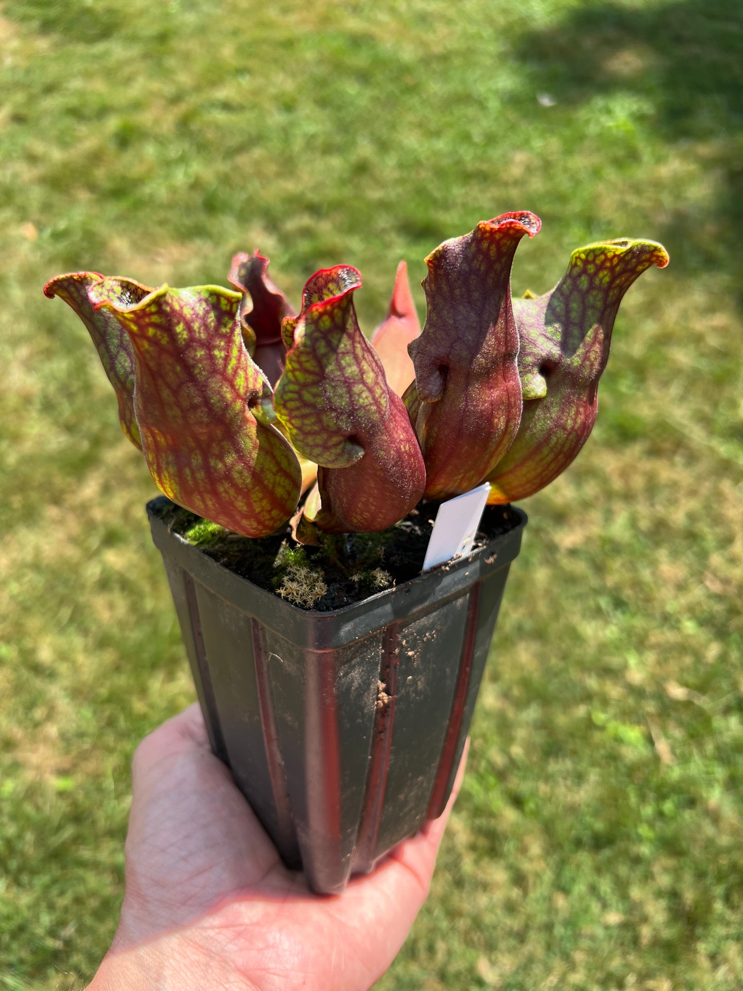 Sarracenia purpurea ssp. purpurea (Centre Co, PA) - Seed Grown #61