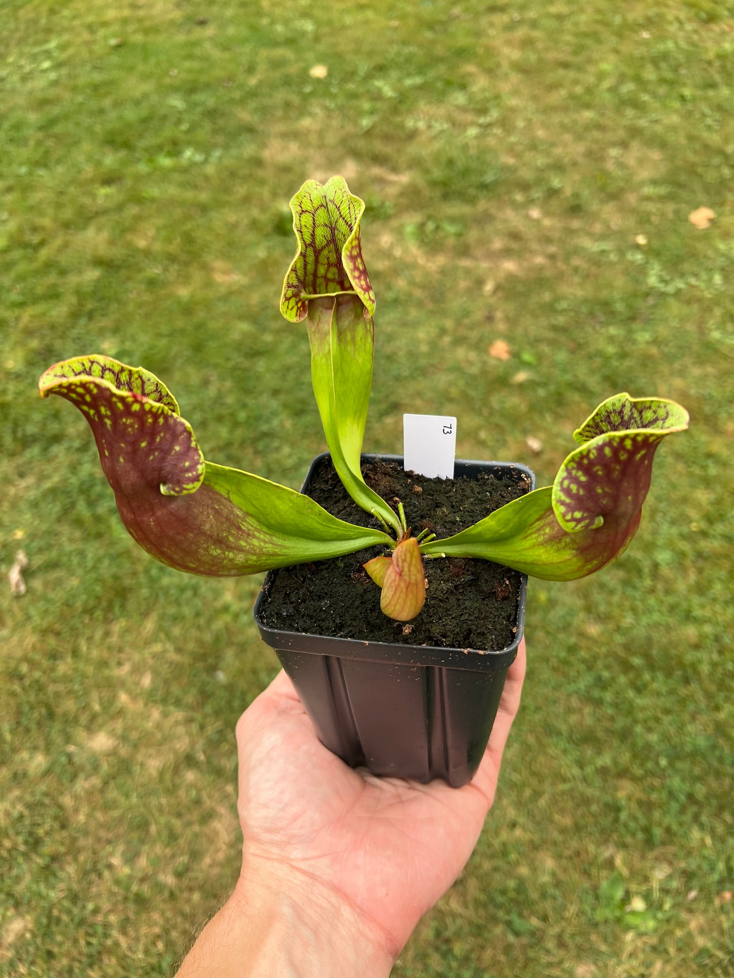 Sarracenia purpurea ssp. purpurea (Centre Co, PA) - Seed Grown #73