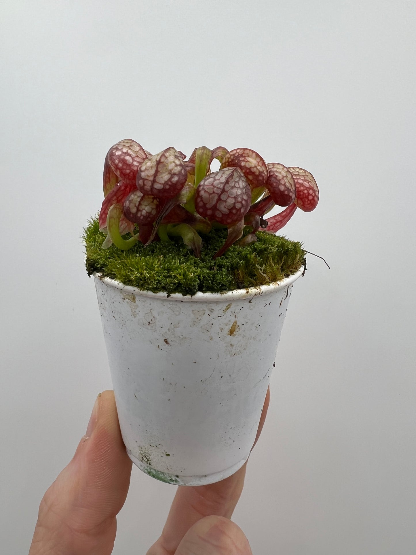 Darlingtonia californica (Cobra Pitcher Plant) - Seed Grown #109