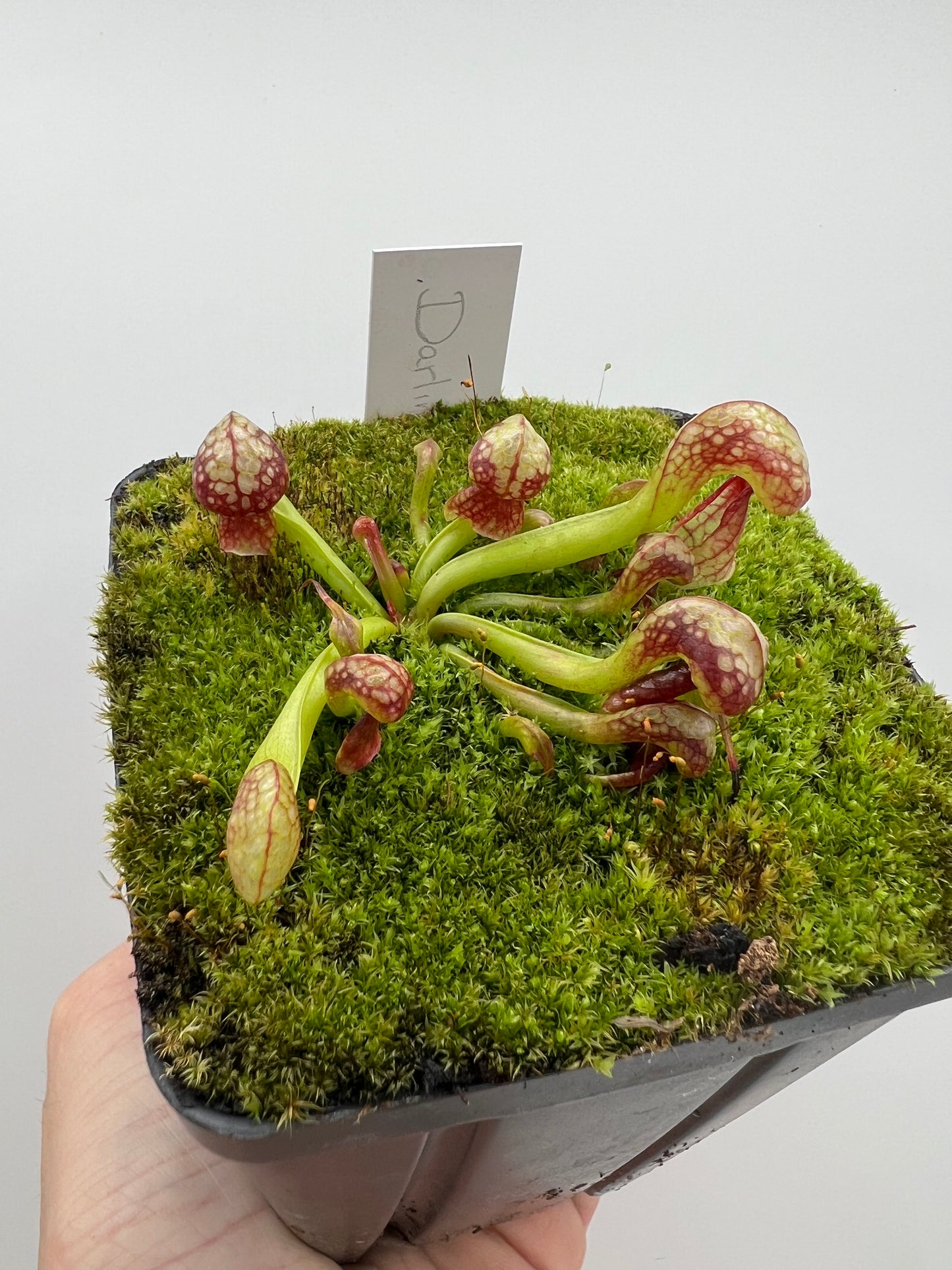 Darlingtonia californica (Cobra Pitcher Plant) - Seed Grown #75