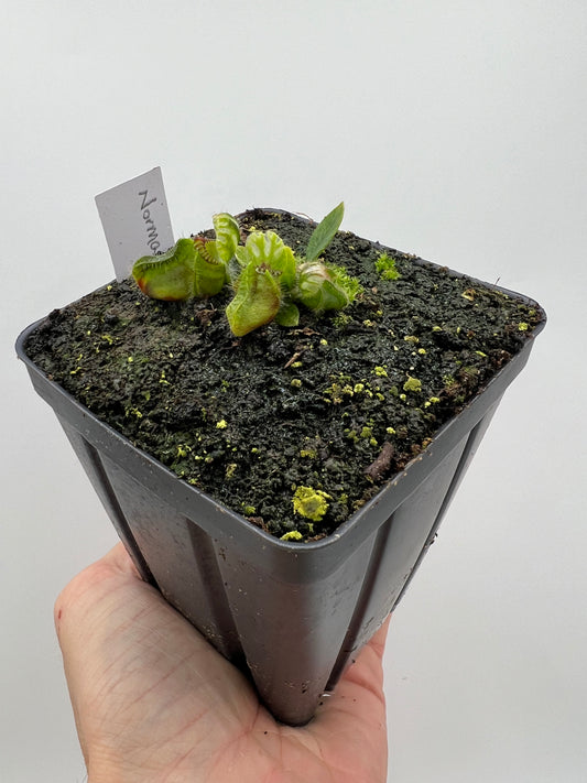 Cephalotus follicularis “Norma”