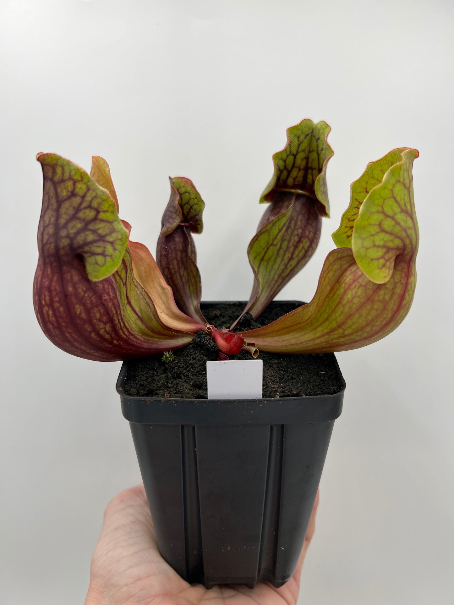 Sarracenia purpurea ssp. purpurea (Norfolk Co, MA) x (Bruce Co, Ontario Canada) - Seed Grown #2